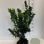 Ilex meserv. 'Blue Prince' 50-60 cm met kluit