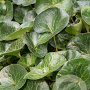 Asarum europaeum GM P9