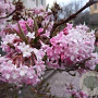 Viburnum farreri 50-60 cm met kluit