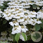 Viburnum plic. 'Lanarth' 250-300 cm cont. 80L