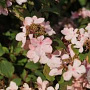 Viburnum plic. 'Pink Beauty' 175-200 cm cont. 80L
