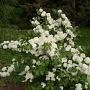 Viburnum plic. 'Popcorn' 175-200 cm cont. 80L