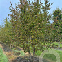 Cornus mas 250-300 cm draadkluit meerstammig