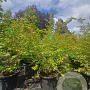 Parrotia persica 175-200 cm container meerstammig