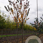 Prunus sargentii 'Rancho' 20-25 HO draadkluit