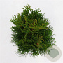 Thuja occ. 'Smaragd' 60-80 cm 4,0L
