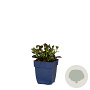 Ajuga reptans 'Atropurpurea' GM  P11