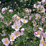 Anemone hyb. 'Ouvertüre' GM P9