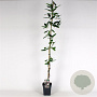 Clematis arm. 'Apple Blossom' 150-175 cm 5,0L