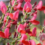 Cytisus 'Boskoop Ruby' 60-80 cm 20L