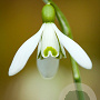 Galanthus nivalis GM P9