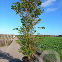 Cornus kousa 250-300 cm cont. 110L