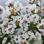Lagerstroemia i. Neige d'Été 125-150 cm 20L