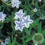 Lithodora d. 'Star' GM P9
