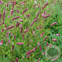 Sanguisorba o. 'Rock and Roll' GM P9