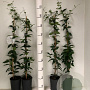 Trachelospermum jasminoides 80-100 cm 2,0L