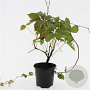 Parthenocissus quinquefolia GM C1.3