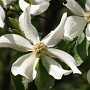 Cornus nuttallii 'Portlemouth' 150-175 cm 50L
