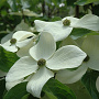 Cornus Starlight 200-250 cm 20L