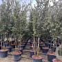 Quercus ilex 160-180 cm cont. 110L meerstammig