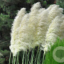 Cortaderia s. 'White Feather' GM  P11