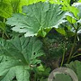 Gunnera manicata GM c20