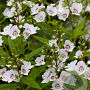 Parahebe catarractae 'Avalanche' GM C3