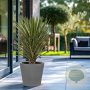 Yucca filifera 80-100 cm 35L