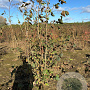 Corylus avellana 175-200 cm met kluit