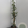 Hydrangea anomala petiolaris 80-100 cm 3,0L