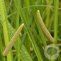 Acorus calamus GM P9