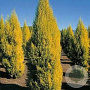 Cupressus m. 'Goldcrest' 175-200 cm 20L