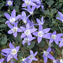 Campanula garganica 'Major' GM P9
