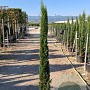 Cupressus semp. 'Pyramidalis' 175-200 cm 20L