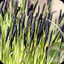 Carex nigra GM M23
