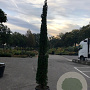 Cupressus semp. 'Pyramidalis' 200-250 cm 20L