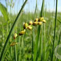 Carex panicea GM P9