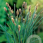 Carex panicea GM plug