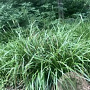 Carex pendula GM M19