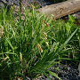 Carex pseudocyperus GM M23