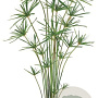 Cyperus alternifolius GM plug