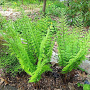 Dryopteris thelypteris GM plug
