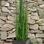 Equisetum hyemale GM plug