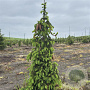 Picea a. 'Inversa' 200-250 cm cont. 80L