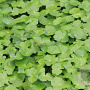 Hydrocotyle novae-zelandiae GM M19