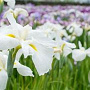 Iris kaempferi 'White Ladies' GM P9