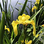 Iris pseudacorus GM plug