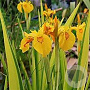 Iris pseudacorus 'Variegata' GM plug