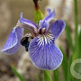 Iris setosa GM M23