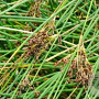 Juncus inflexus GM P9
